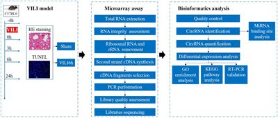 Microarray Analysis Reveals the Changes in Circular RNA Expression and Molecular Mechanisms in Mice With Ventilator-Induced Lung Injury